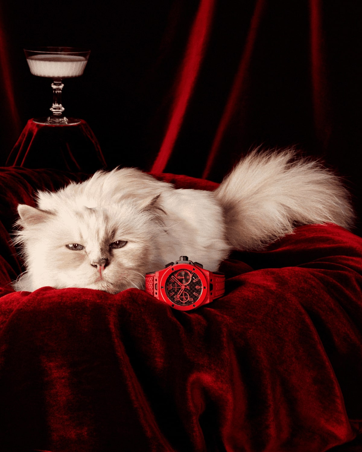 Choupette cat Choupette Karl Lagerfeld Шупетт Hublot Big Bang watch