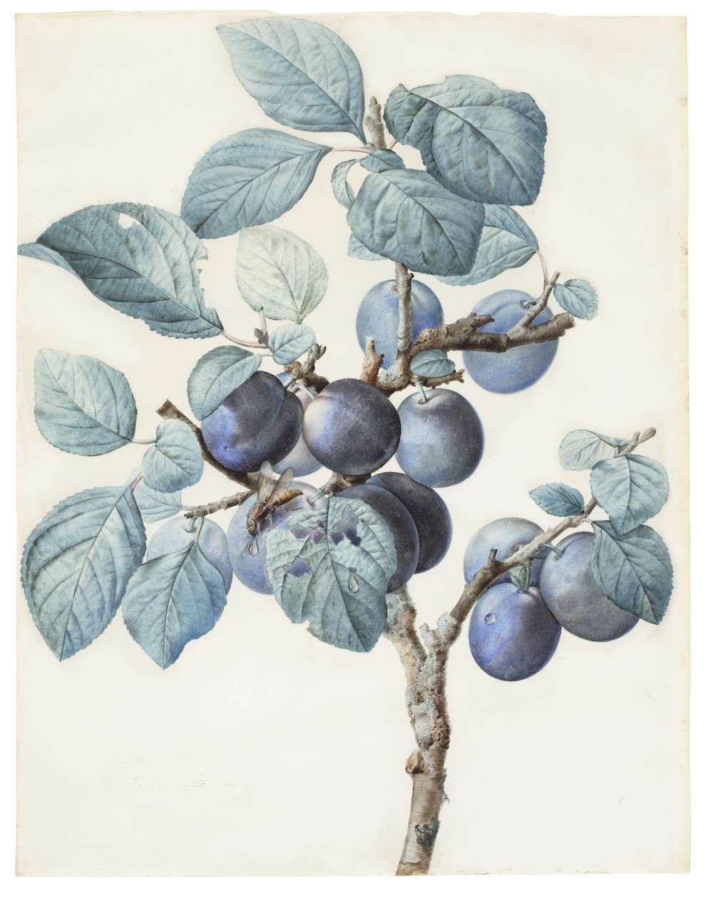 Christies Pierre Durand Lot 110 PIERRE JOSEPH REDOUTÉ The branch of a plum tree bearing fruit with a wasp
