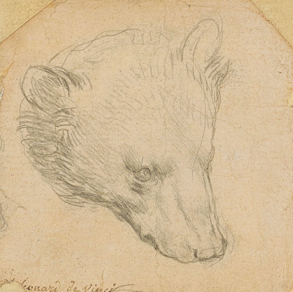 Leonardo da Vinci Head of A Bear 