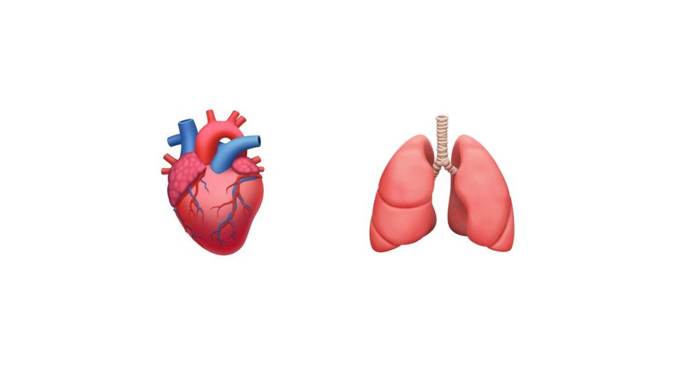 ios anatomical heart lungs new emoji 2020